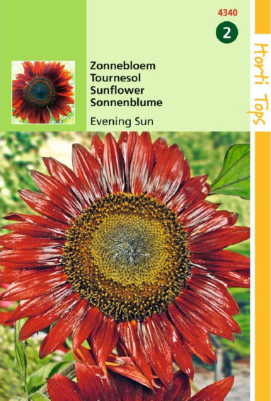 Sunflower Evening Sun (Helianthus) 80 seeds HT